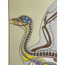 Alte Schulkarte Vögel Vogel Rollkarte Wandkarte Lehrkarte Schulwandkarte #6219