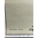 Alte Schulkarte V&ouml;gel Vogel Rollkarte Wandkarte Lehrkarte Schulwandkarte #6219